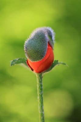 Flower bud